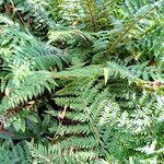 Polystichum braunii Habitatea