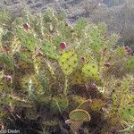 Opuntia dillenii Fruit