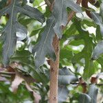 Stenocarpus sinuatus Kéreg/szár