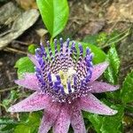 Passiflora ligularis Blüte