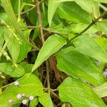 Chromolaena hookeriana Leaf
