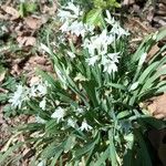 Allium triquetrum Flors