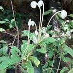 Rotheca microphylla Flor