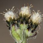 Antennaria pulchella Цветок