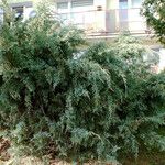 Juniperus recurva ശീലം