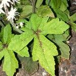 Tiarella cordifolia Hoja