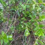 Vaccinium macrocarpon Folha