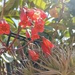 Eccremocarpus scaber Blüte