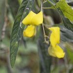 Crotalaria juncea Flor