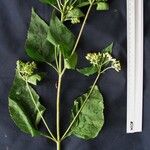 Hebeclinium macrophyllum Arall