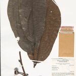 Annona neoinsignis Leaf