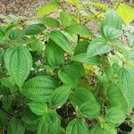 Miconia crenata Leaf