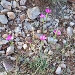 Dianthus pungens Habitus