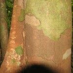 Protium aracouchini Кора