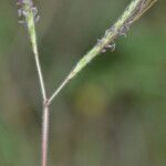 Dichanthium aristatum Flors