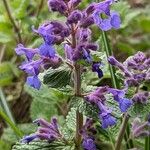 Nepeta cataria Kwiat