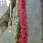 Acalypha hispida Цвят