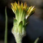 Agoseris grandiflora Blomst