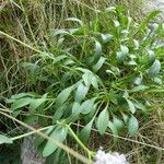 Valeriana apula Leaf