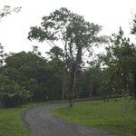 Albizia adinocephala Habitus