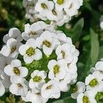 Lobularia maritima Virág