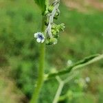 Cynoglossum lanceolatum പുഷ്പം