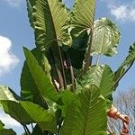 Alocasia macrorrhizosഇല