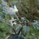 Solanum villosum 樹皮