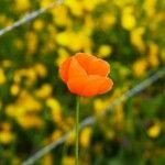 Papaver dubiumBlomma