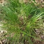 Carex paniculata Лист