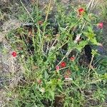 Hibiscus aponeurus Flor