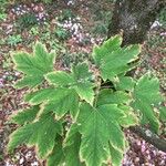 Acer diabolicum Folla