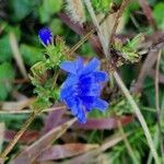 Cichorium intybusÇiçek