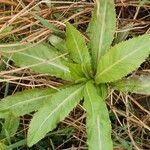 Rorippa austriaca Leaf
