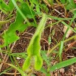 Ipomoea mombassana Leaf