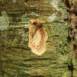 Celtis mildbraedii Rinde