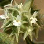 Marrubium alysson Λουλούδι