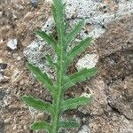 Volutaria tubuliflora Leaf