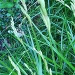 Carex muskingumensis Fleur