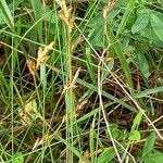 Carex leporina Cvet