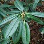 Rhododendron hodgsonii Leaf