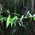 Salix caroliniana 整株植物