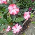 Impatiens wallerianaFlower