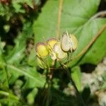 Biscutella laevigata Fruit