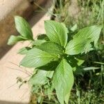 Ocimum americanum 葉