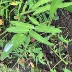 Sium latifolium Hoja