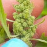 Chenopodium ficifolium Frukt