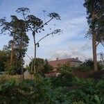 Heracleum sosnowskyi Fruto