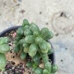 Sedum hernandezii List