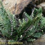 Cosentinia vellea Libunga